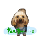 まるぷーれんの日常3（個別スタンプ：14）