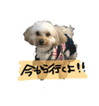 まるぷーれんの日常3（個別スタンプ：15）