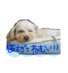まるぷーれんの日常3（個別スタンプ：16）