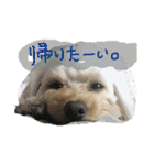 まるぷーれんの日常3（個別スタンプ：18）