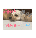 まるぷーれんの日常3（個別スタンプ：25）