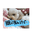 まるぷーれんの日常3（個別スタンプ：30）