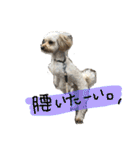 まるぷーれんの日常3（個別スタンプ：36）