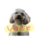 まるぷーれんの日常3（個別スタンプ：37）