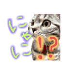 のなめ家のにゃんず①（個別スタンプ：4）