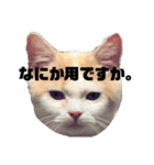 のなめ家のにゃんず①（個別スタンプ：5）