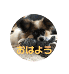 パピヨンのパルム（個別スタンプ：1）