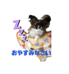 パピヨンのパルム（個別スタンプ：3）