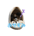 パピヨンのパルム（個別スタンプ：4）