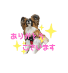 パピヨンのパルム（個別スタンプ：6）