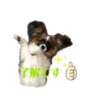 パピヨンのパルム（個別スタンプ：8）