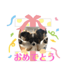 パピヨンのパルム（個別スタンプ：19）