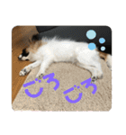 パピヨンのパルム（個別スタンプ：20）