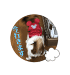 パピヨンのパルム（個別スタンプ：22）
