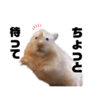 キンクマロングしゅんと時々シャチョー（個別スタンプ：19）