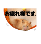 キンクマロングしゅんと時々シャチョー（個別スタンプ：25）