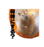 キンクマロングしゅんと時々シャチョー（個別スタンプ：31）