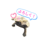ニホンイシガメのらんちゃんの日常スタンプ（個別スタンプ：4）