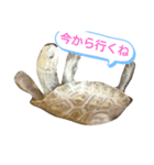ニホンイシガメのらんちゃんの日常スタンプ（個別スタンプ：7）