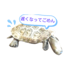 ニホンイシガメのらんちゃんの日常スタンプ（個別スタンプ：8）