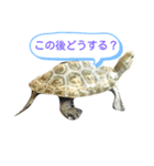 ニホンイシガメのらんちゃんの日常スタンプ（個別スタンプ：13）