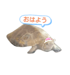 ニホンイシガメのらんちゃんの日常スタンプ（個別スタンプ：14）