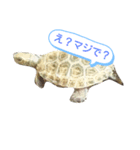ニホンイシガメのらんちゃんの日常スタンプ（個別スタンプ：16）