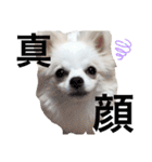 ポメチワ の ひめ スタンプ（個別スタンプ：2）