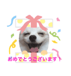 ポメチワ の ひめ スタンプ（個別スタンプ：3）