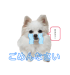 ポメチワ の ひめ スタンプ（個別スタンプ：12）