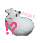 ポメチワ の ひめ スタンプ（個別スタンプ：15）