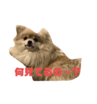 世間話をする犬と猫（個別スタンプ：1）