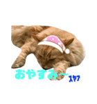 世間話をする犬と猫（個別スタンプ：3）
