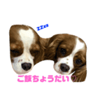 世間話をする犬と猫（個別スタンプ：4）
