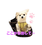 世間話をする犬と猫（個別スタンプ：5）