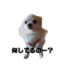 世間話をする犬と猫（個別スタンプ：6）