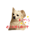 世間話をする犬と猫（個別スタンプ：7）
