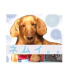 ミニチュアダックス モカ ˙ᴥ˙（個別スタンプ：5）