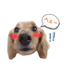 ミニチュアダックス モカ ˙ᴥ˙（個別スタンプ：6）
