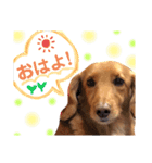 ミニチュアダックス モカ ˙ᴥ˙（個別スタンプ：8）