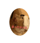 はなひめ（個別スタンプ：2）