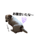 シュシュの日常(基本)（個別スタンプ：2）