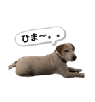 シュシュの日常(基本)（個別スタンプ：3）