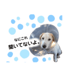 シュシュの日常(基本)（個別スタンプ：4）