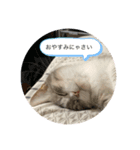 まるちゃんのスタンプだよ（個別スタンプ：3）