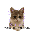 まるちゃんのスタンプだよ（個別スタンプ：5）