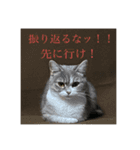 まるちゃんのスタンプだよ（個別スタンプ：6）