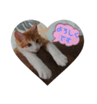 猫の海くん（個別スタンプ：1）