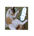 猫の海くん（個別スタンプ：2）