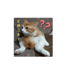 猫の海くん（個別スタンプ：3）
